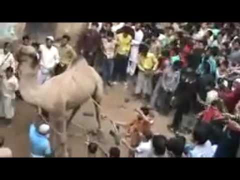 معافرة جمل أثناء عملية ذبحه