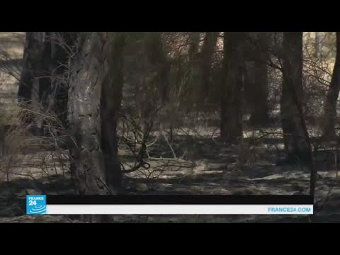 السيطرة على حرائق الغابات في جنوب إسبانيا