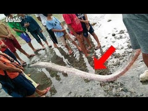 سمكة يحب الهروب في إذا وجدت