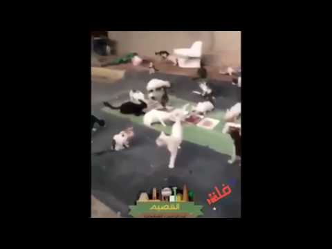 سعودي ينظم حفل غذاء للقطط فقط