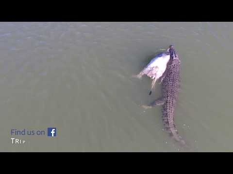 تمساح يسحب بقرة ضخمة بفكيه