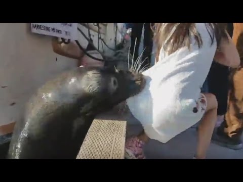 شاهد أسد البحر يختطف طفلة ويهرب بها تحت الماء