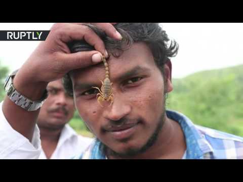 وضع العقارب على الأجساد في أغرب مهرجان في العالم