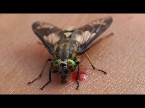 شاهد أكثر 10 حشرات مزعجة في العالم