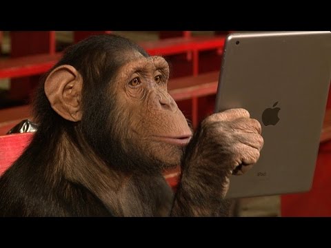 رد فعل قرد عندما تصفح الجوال