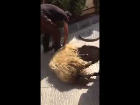 شاهد مواطن مصري يحاول ذبح أضحية العيد