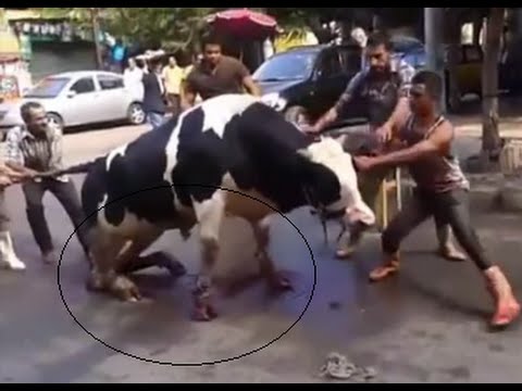 شاهد تعذيب وذبح عجل بطريقة وحشية في أول أيام عيد الأضحى