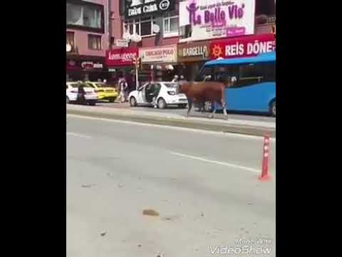 ثور ينطح سيدة في شوارع تركيا ويسقطها على الأرض