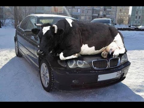 أغرب طرائف السيارات مع الحيوانات