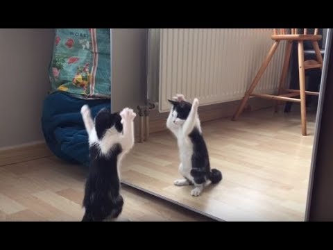 حيوانات أُصيبت بالجنون عندما رأت نفسها في المرآة