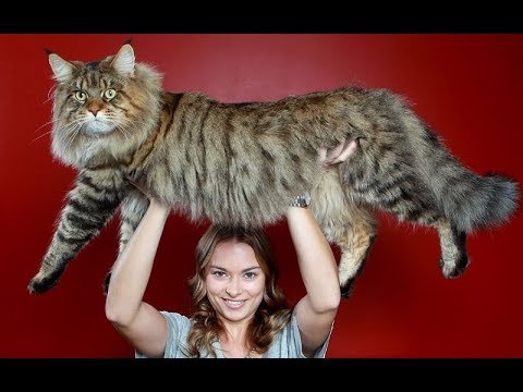 شاهد أضخم 10 سلالات القطط في العالم