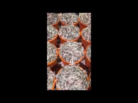 جمبري بأسعار زهيدة يثير دهشة رواد مواقع التواصل