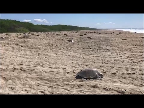 المكسيك تخصّص ضابط شرطة لحماية السلاحف