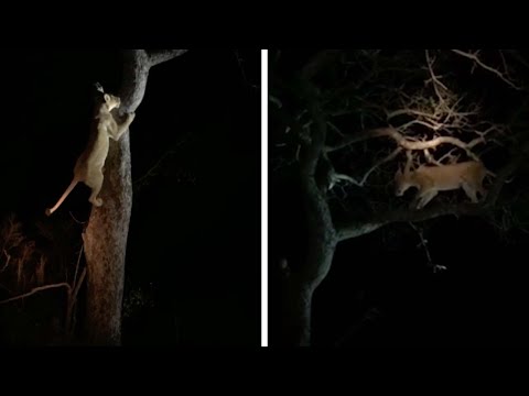 لبؤة جائعة تسرق وجبة من بين فكي نمر فوق شجرة