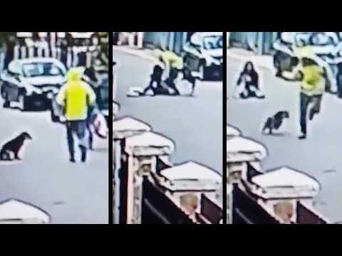 كلب ضال ينقذ فتاة من أحد اللصوص