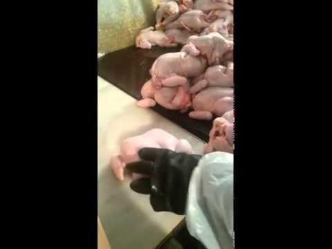 تحويل الدجاج من هزيل إلى بالغ السمنة بالنفخ