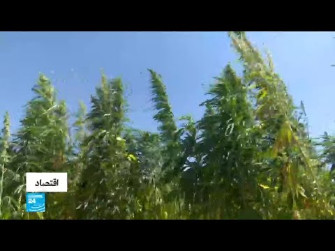 شاهد مزارعو الحشيش اللبنانيون يأملون بتشريع زراعته