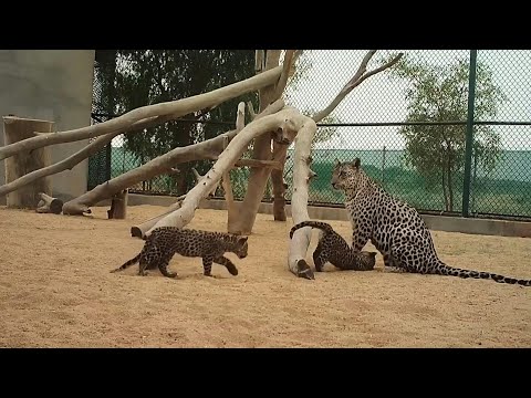 ولادة صغيرَين من النمر العربي في المملكة العربية السعودية