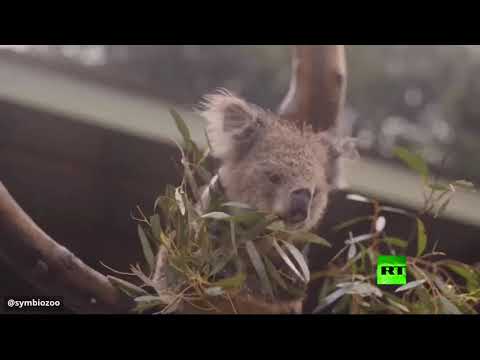 احتفال الحيوانات بهطول الأمطار في أستراليا احتفال الحيوانات بهطول الأمطار في أستراليا