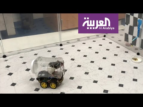 علاقة أمراض الدماغ للبشر بقيادة الفئران للمركبات