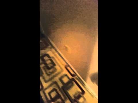 شاهد كلبان يصنعان مفاجئة غير سارة لمربيتهما