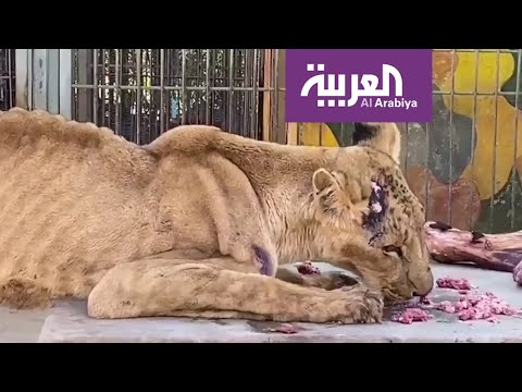 كيف بدت أسود السودان الجائعة بعد العلاج