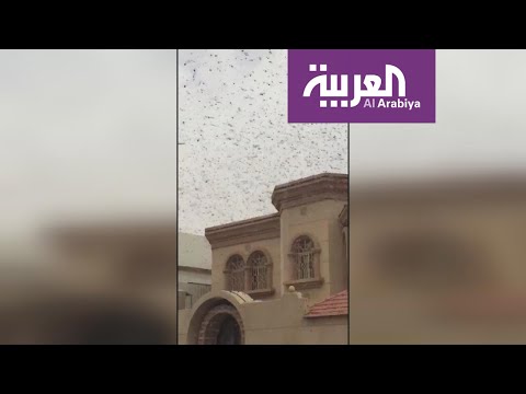 أسراب الجراد تجتاح الدمام وسط مخاوف عدة