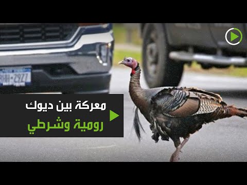 هجوم ثلاثة ديوك رومية على شرطي أميركي