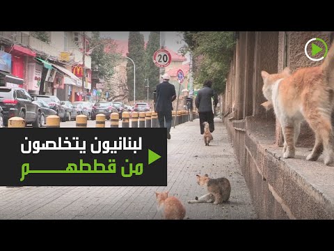 اللبنانيون يهجرون حيوانتهم الأليفة خوفًا من الإصابة بـكورونا