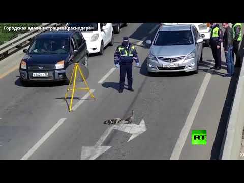 بالفيديو الشرطة توقف حركة السيارات من أجل عبور طيور البط