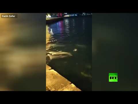 بالفيديو الدلافين تبهج أهالي اسطنبول