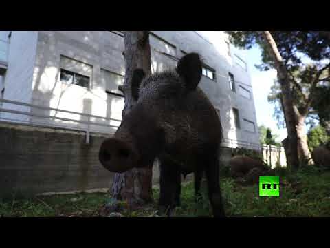 خنازير برية تحتل شوارع مدينة حيفا