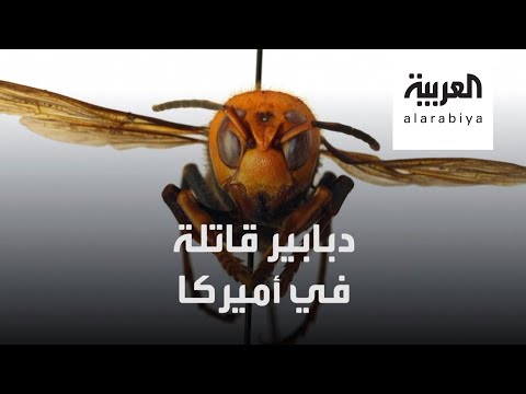 دبابير قاتلة تلدغ كالأفعى تغزو أميركا بعد كورونا