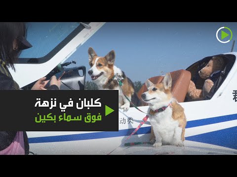 شاهد كلبان من سلالة كورغي ينضمان إلى مالكيهما في رحلة طيران فوق بكين