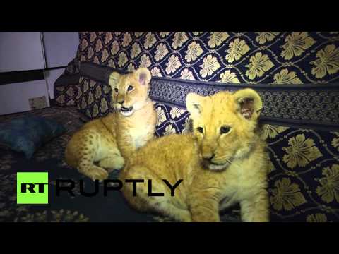 أسود تعيش جنبًا إلى جنب مع عائلة فلسطينية