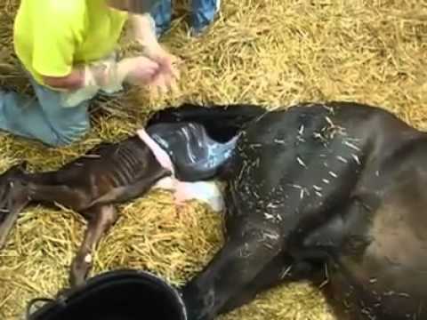 شاهد لقطات لـولادة حصان