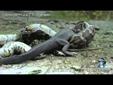 «أفعى» عملاقة تبتلع تمساحًا