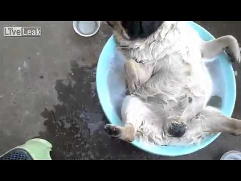 شاهد الماء المعنى الحقيقي للسعادة في الصيف