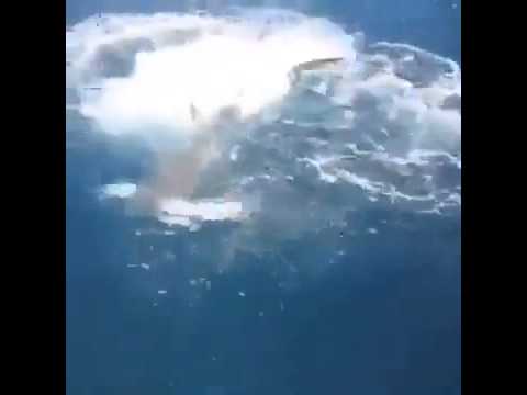 بالفيديو قرش يهاجم صيادًا ويخطف صنارته