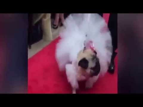 بالفيديو حفل زفاف مثير للجدل لكلبين في أستراليا