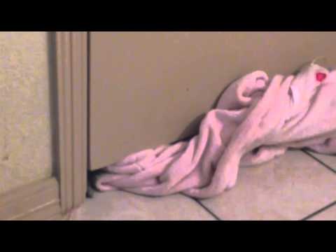 فيديو كلب يمر من تحت الباب بمرونة شديدة