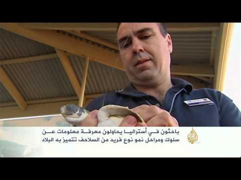 بالفيديو مراحل نمو نوع فريد من السلاحف في إستراليا