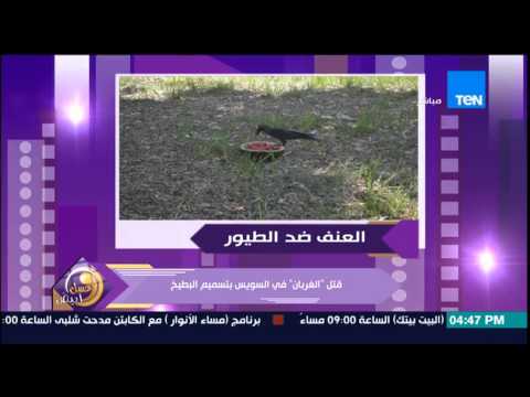 بالفيديو بالصور الغربان تقتل عن طريق تسميم البطيخ