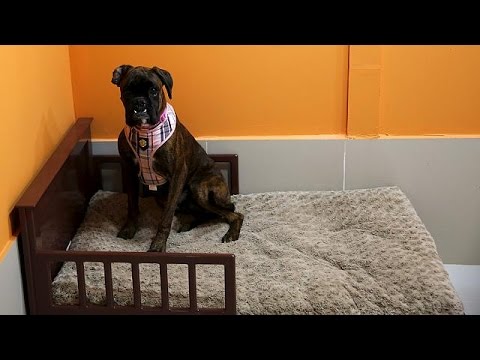 أكبر حديقة مغلقة للكلاب في العالم