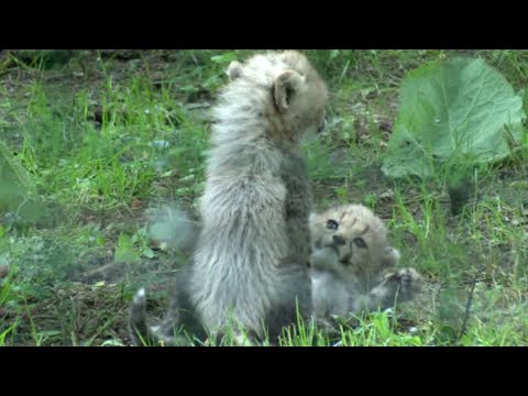 شاهد حديقة حيوانات ألمانية تعرض خمسة فهود صغار