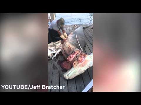 بالفيديو لحظة إخراج 34 سمكة من بطن قرش