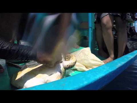 فيديو إنقاذ سلحفاة بحرية في جزر المالديف