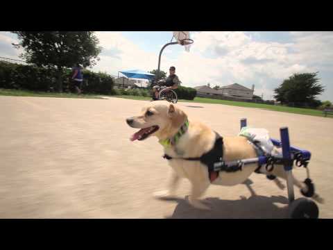 شاهد صداقة قوية بين رجل وكلب يعانيان الإعاقة ذاتها