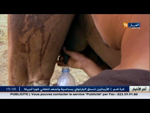 شاهد حليب الناقة فائدة صحية وتجارة مربحة