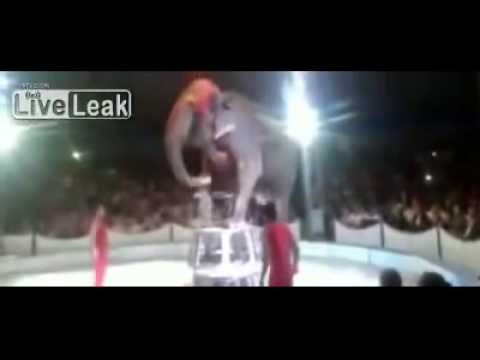 بالفيديو لحظة سقوط فيل داخل السيرك